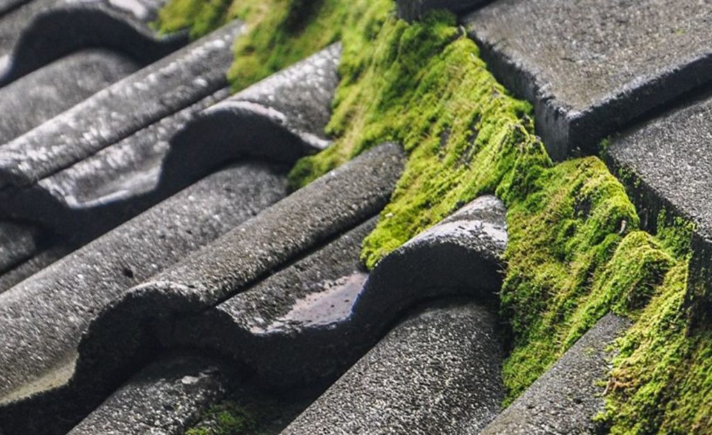 Roof Moss Removal Service